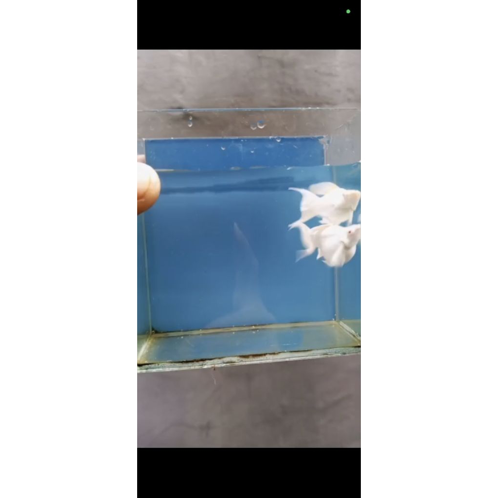 Ikan Molly platinum albino cawang