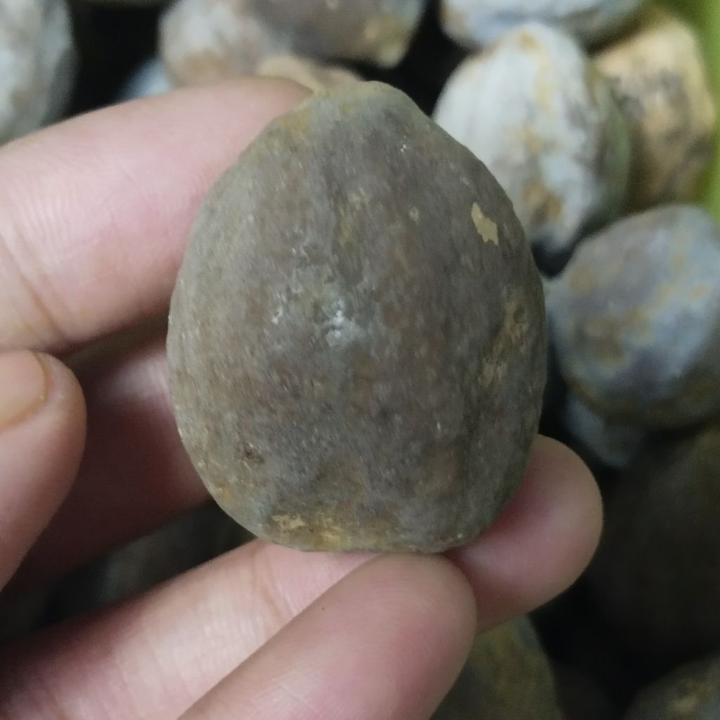 Muncang adu Murah Semi panjang jawa