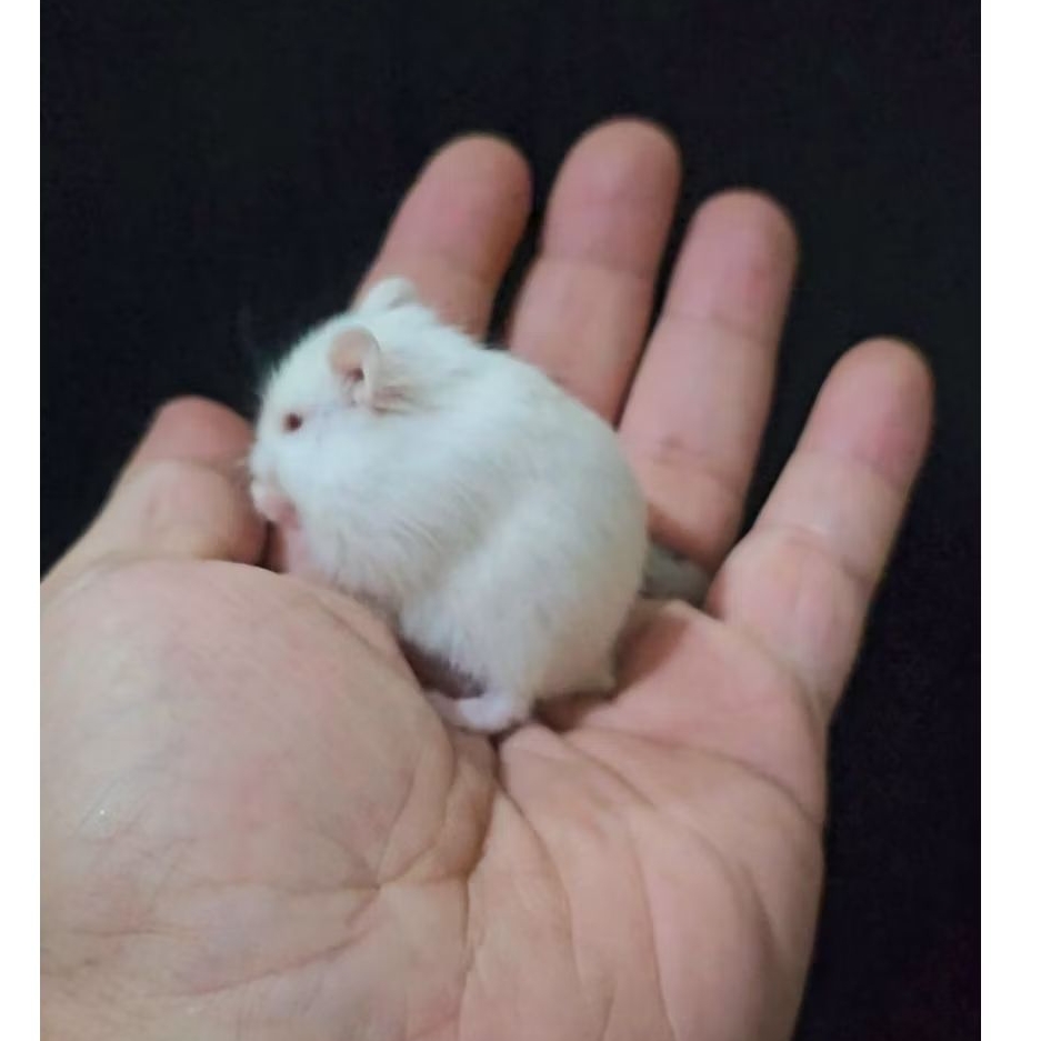 [ READY SIAP KIRIM ] Hamster Winter White Pearl, Hamster Golden anakkan ,indukkan.