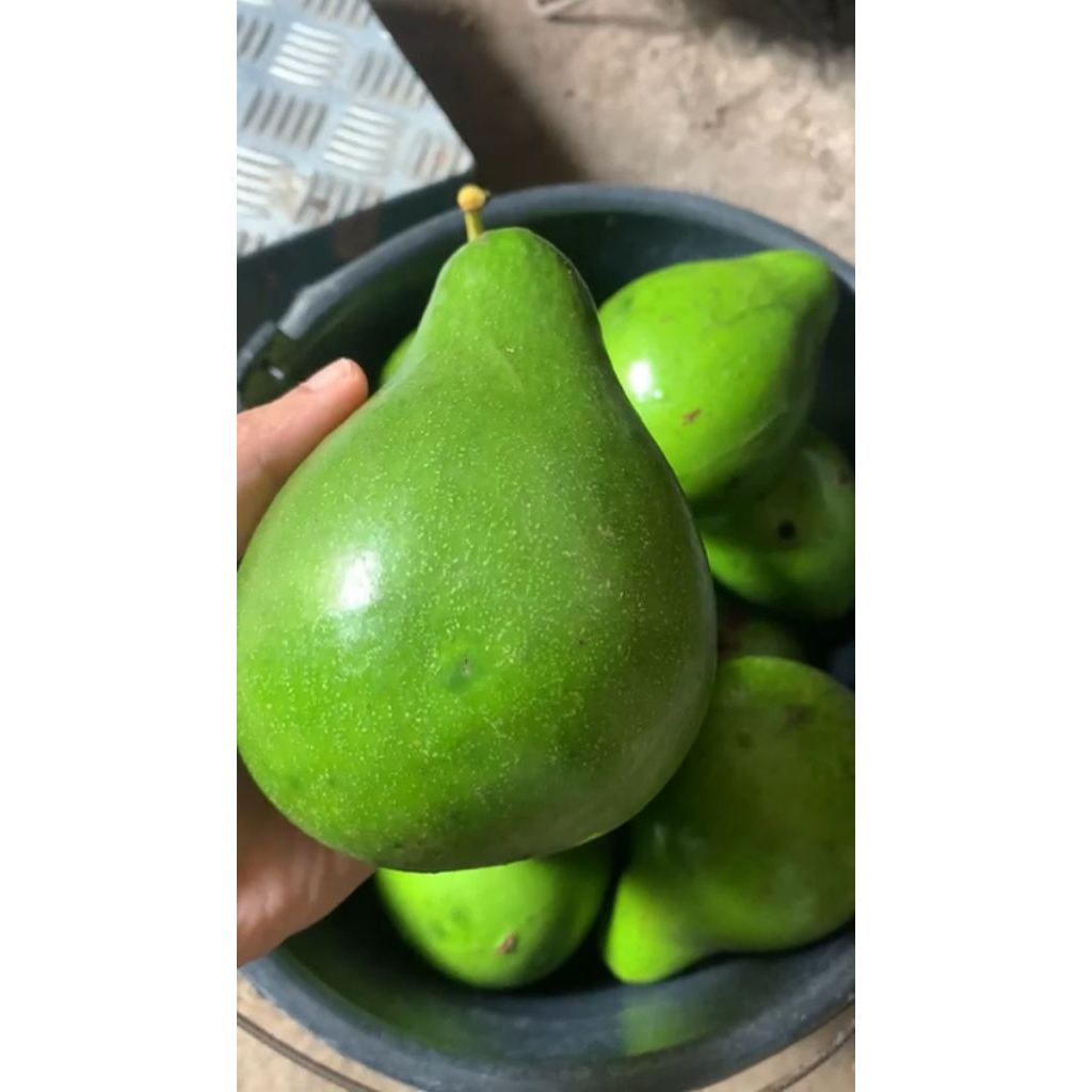 Alpukat Mentega Jumbo 1kg Fresh – Buah Segar Siap Jus & Makan