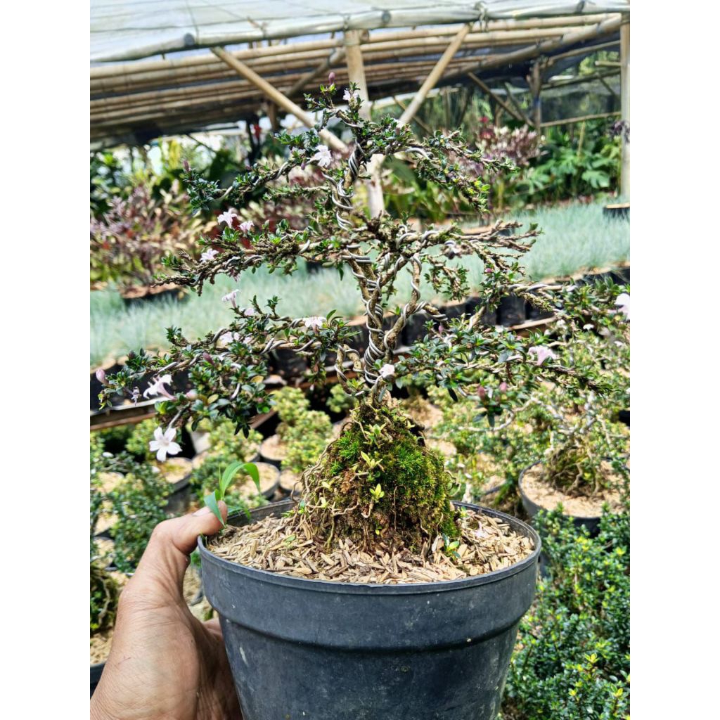 Pohon Bonsai Seribu Bintang Tanaman Hias Bonsai Seribu Bintang