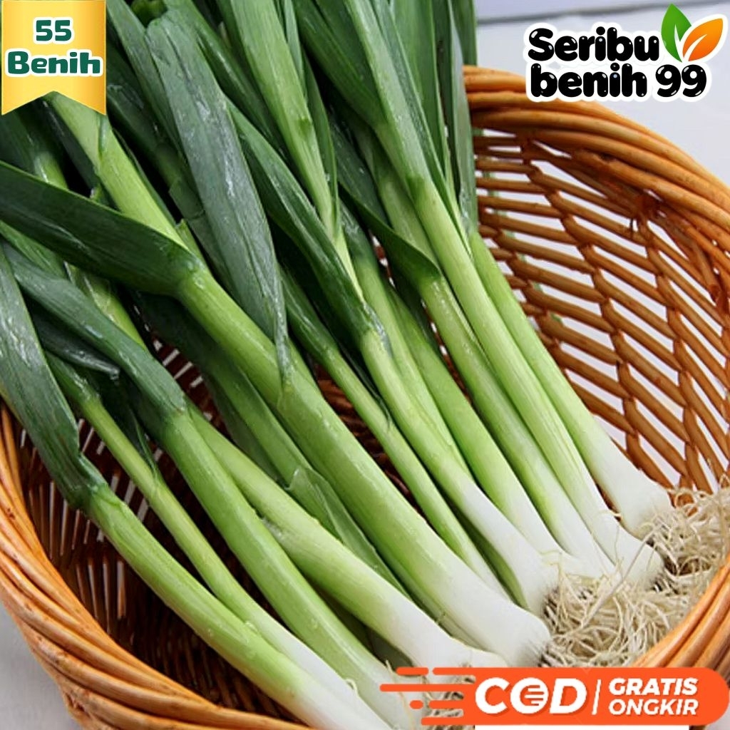 Seribu Benih99 - BIJI BENIH DAUN BAWANG PREI