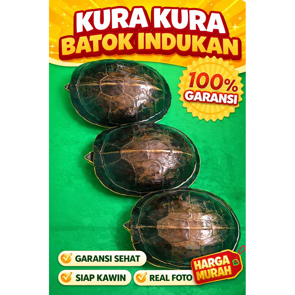 Kura Ambon Batok Indukan Siap Breeding | Kura Ambon Dewasa Sehat | Garansi 100%