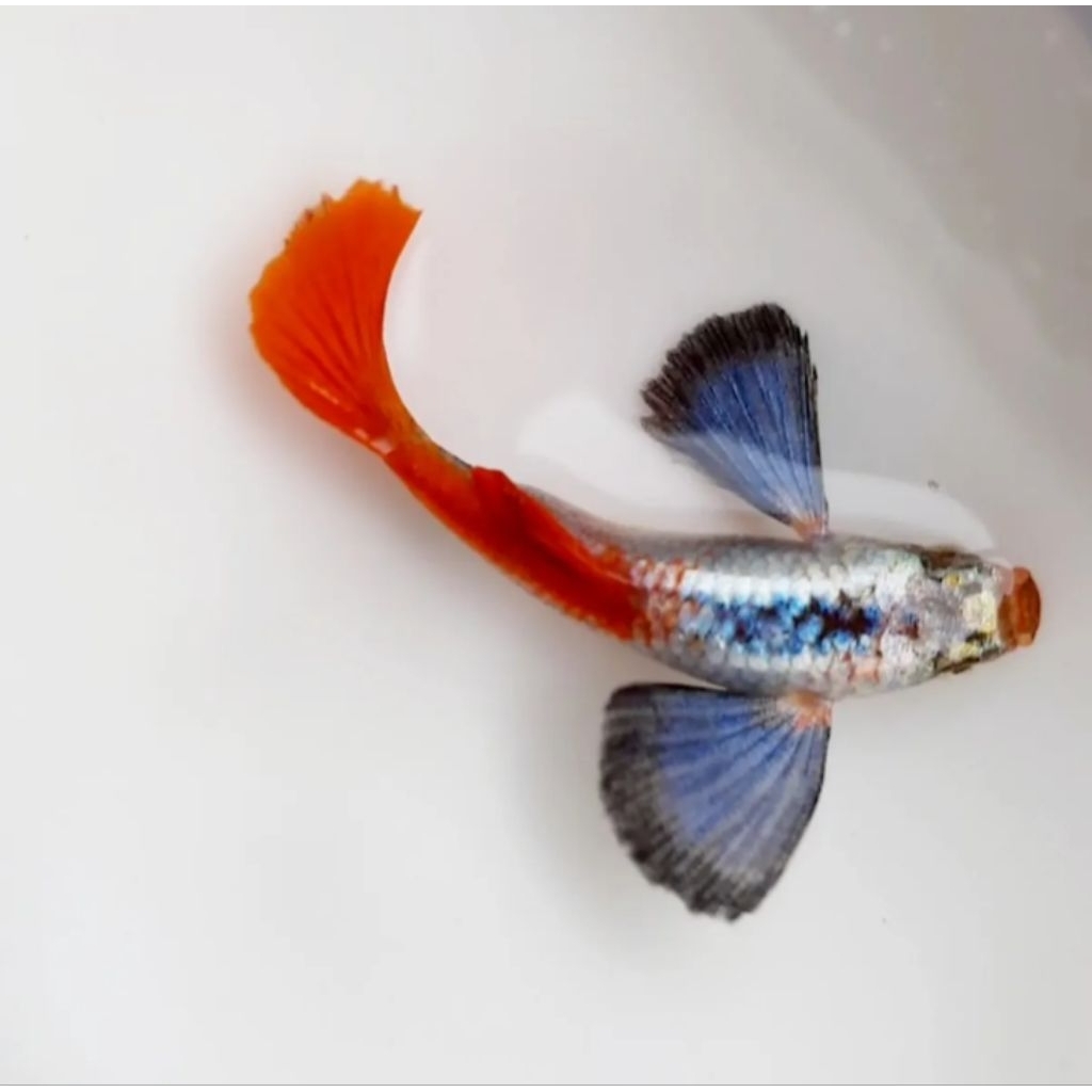 Guppy PRTDE Ribbon