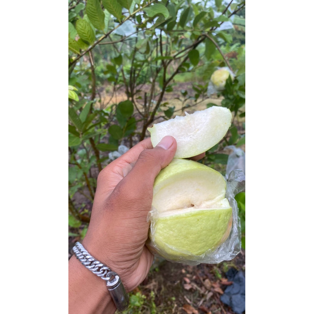 Jambu Kristal Segar Kebun Pribadi Manis Renyah Tanpa Biji Buah Fresh Langsung Petik