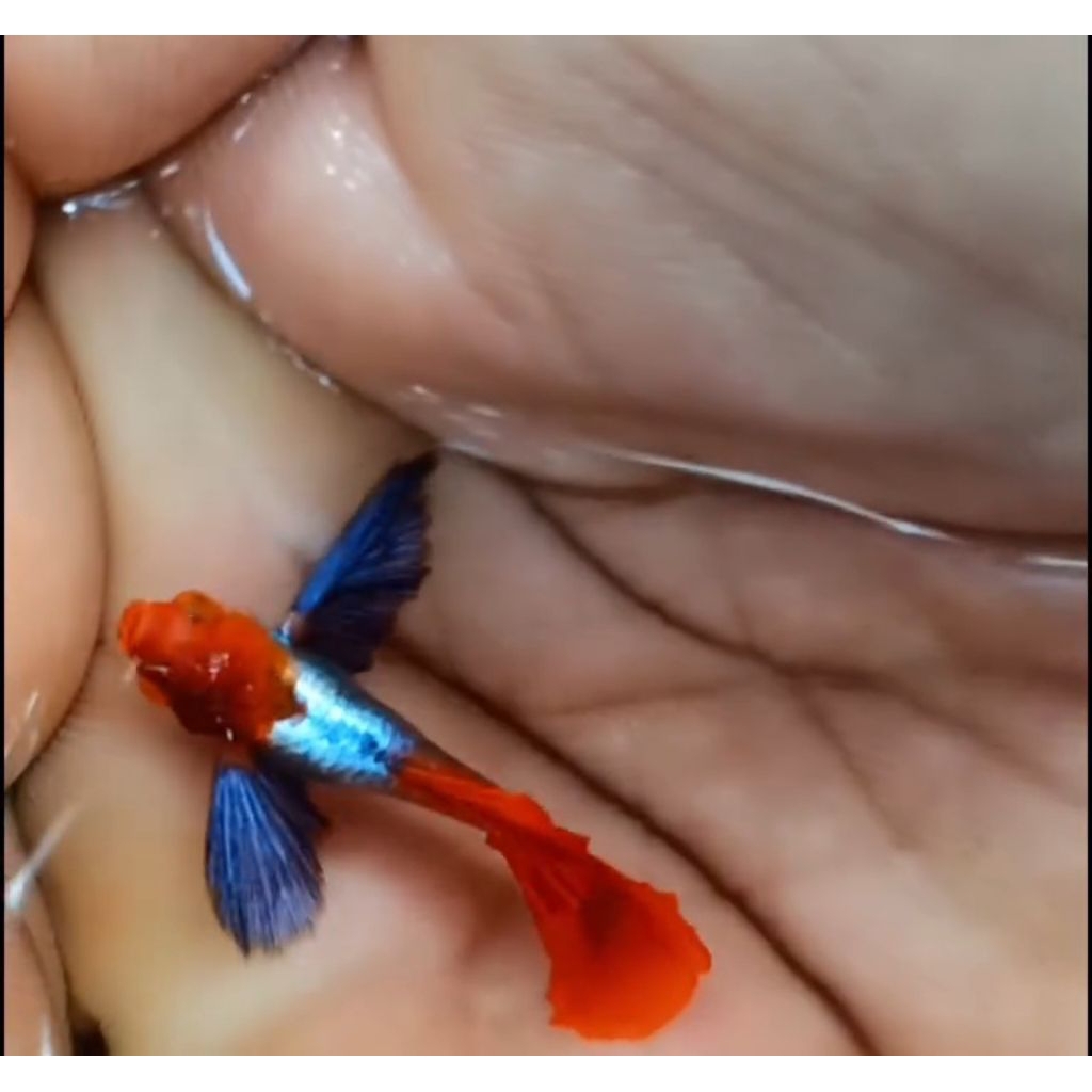 Guppy PRT koi dumbo ear pasangan