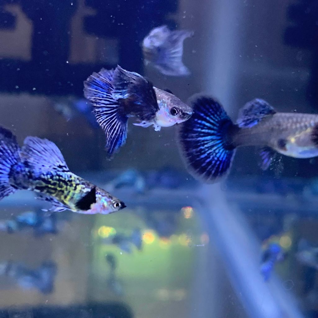 Gambar guppy blue dragon big ear