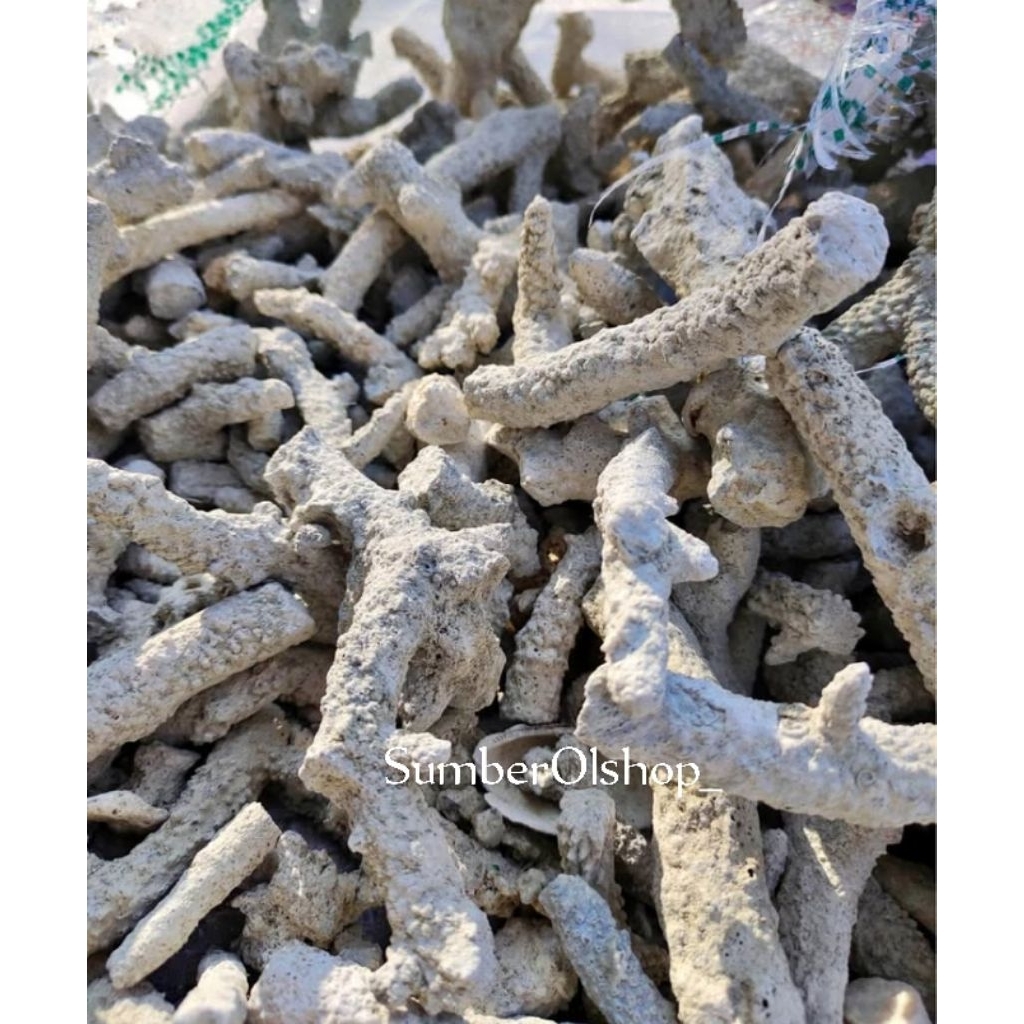 Karang Jahe 1kg murah