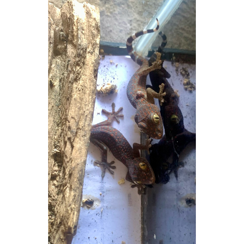 Mainan anak Baby Tokek