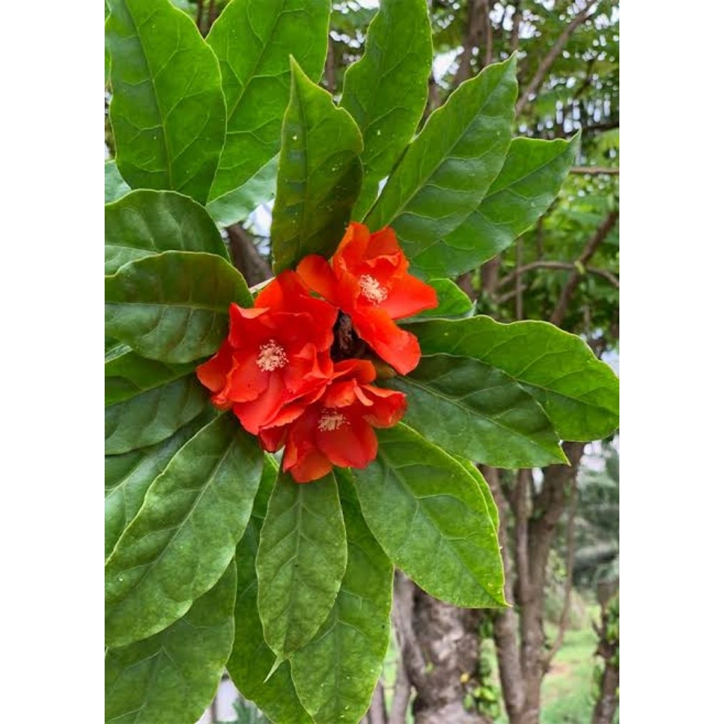 daun tujuh jarum/tujuh bintang 50 lembar