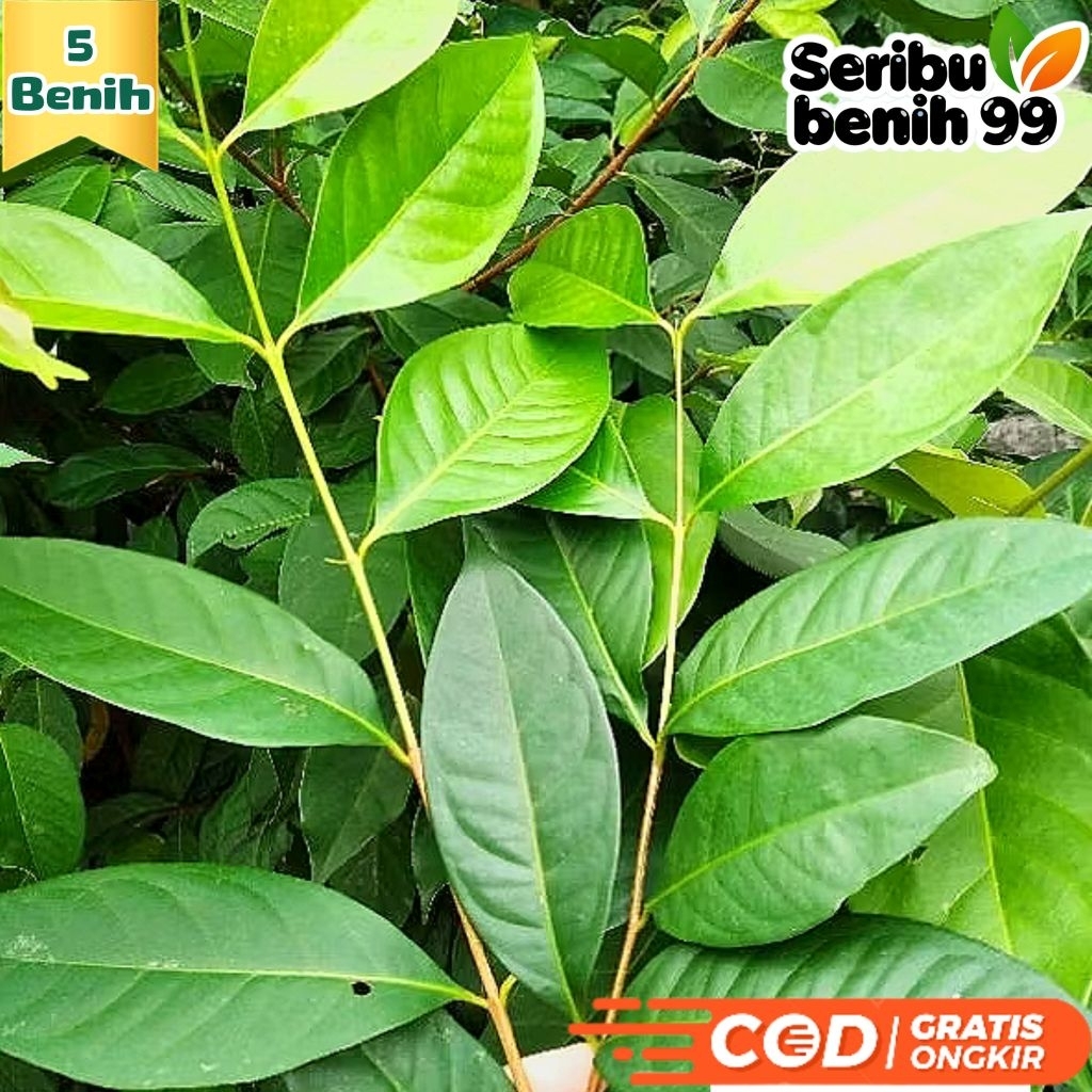 Seribu Benih99 - BIJI BENIH DAUN SALAM