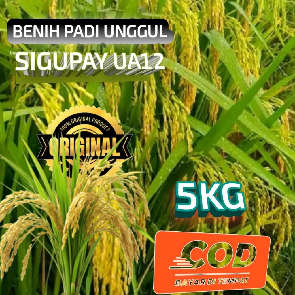 PADI BERKUALITAS SIGUPAI UA 12 kemasan 5kg