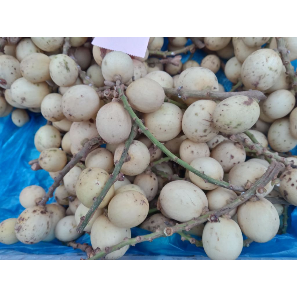 Buah Duku / Dhuku / Kokosan / Langsep / Langsat segar