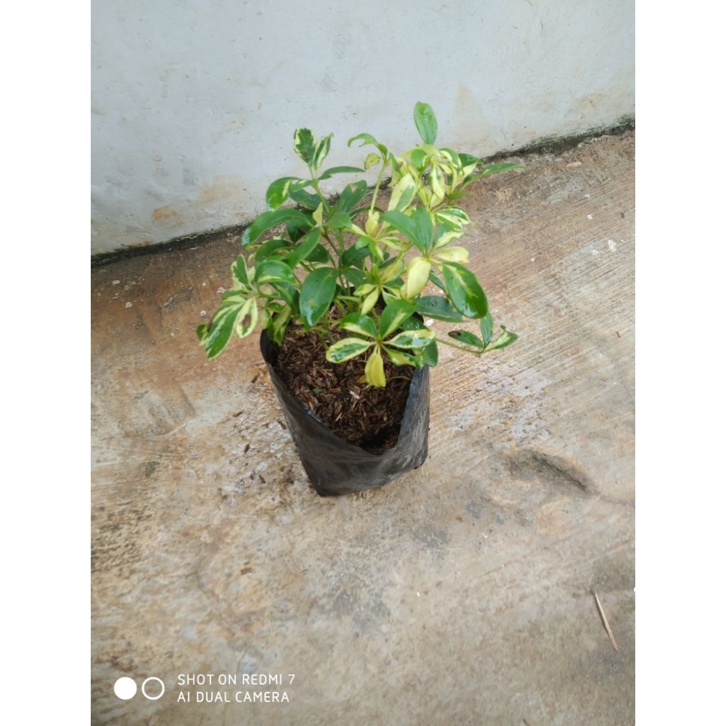 Tanaman hias wali Songo variegata