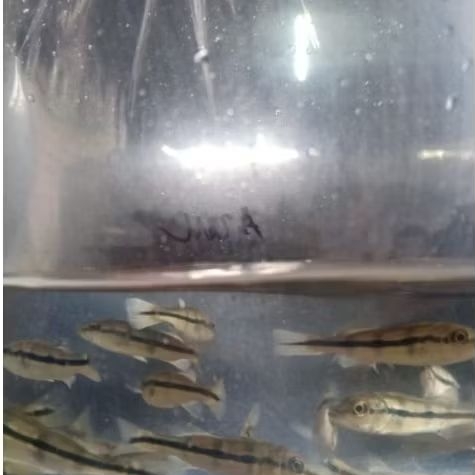 hiasan aquarium pbass azul
