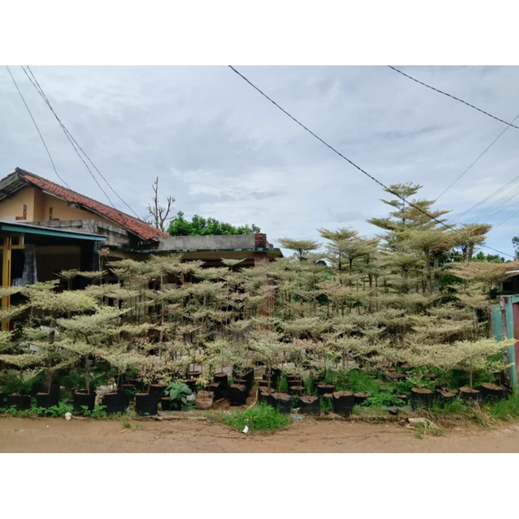 pohon pelindung ketapang kencana varigata