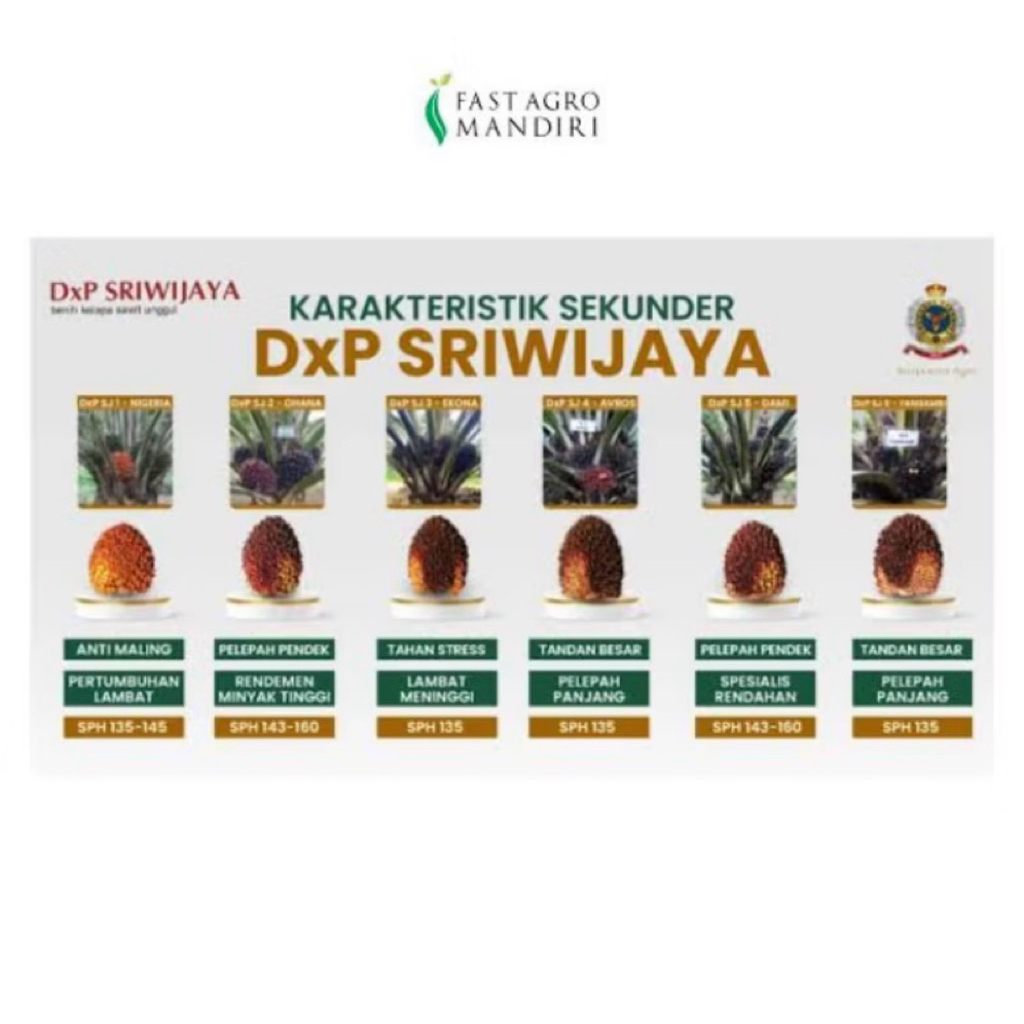 Bibit Sawit Sriwijaya 5,Berkualitas Tinggi