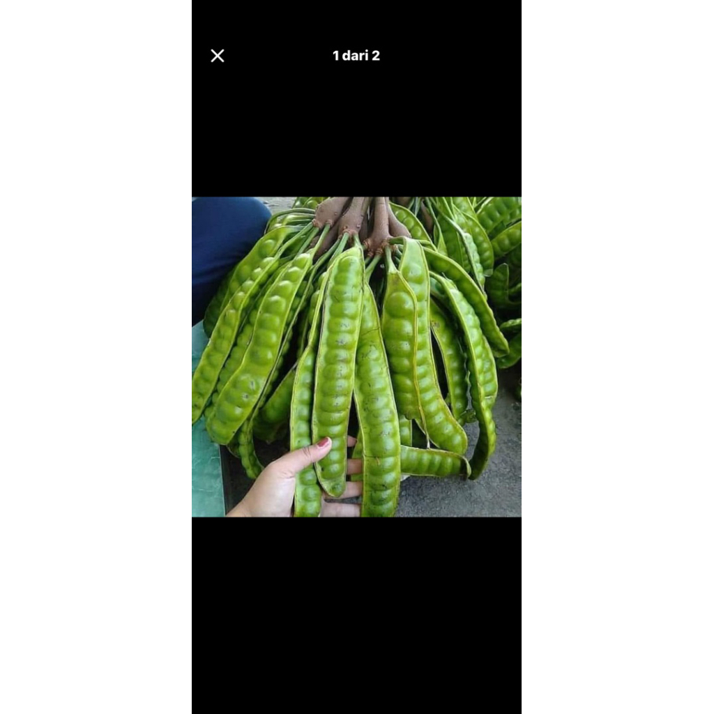 Petai Segar Per Papan, Petai Tua, Petai Padi