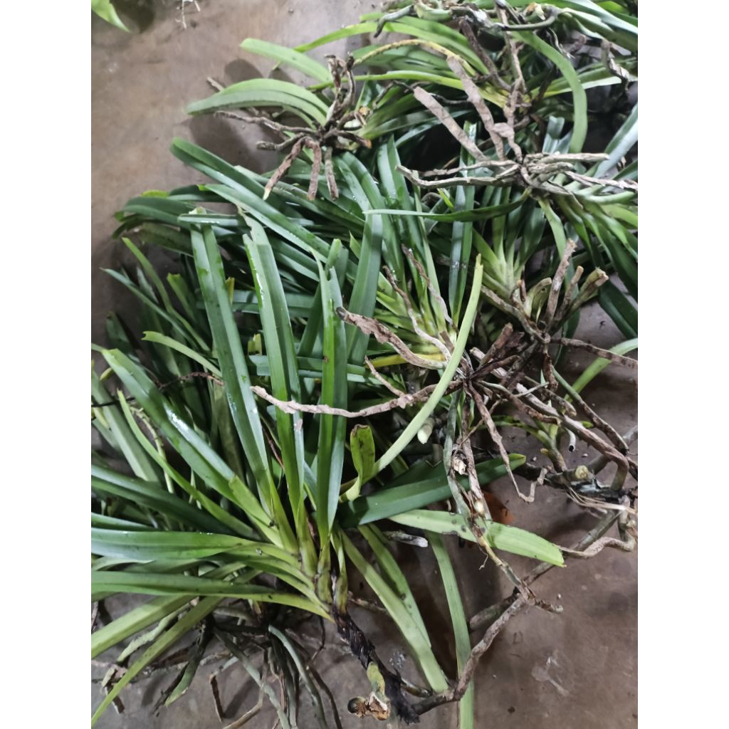 anggrek ekor tupai siap berbunga