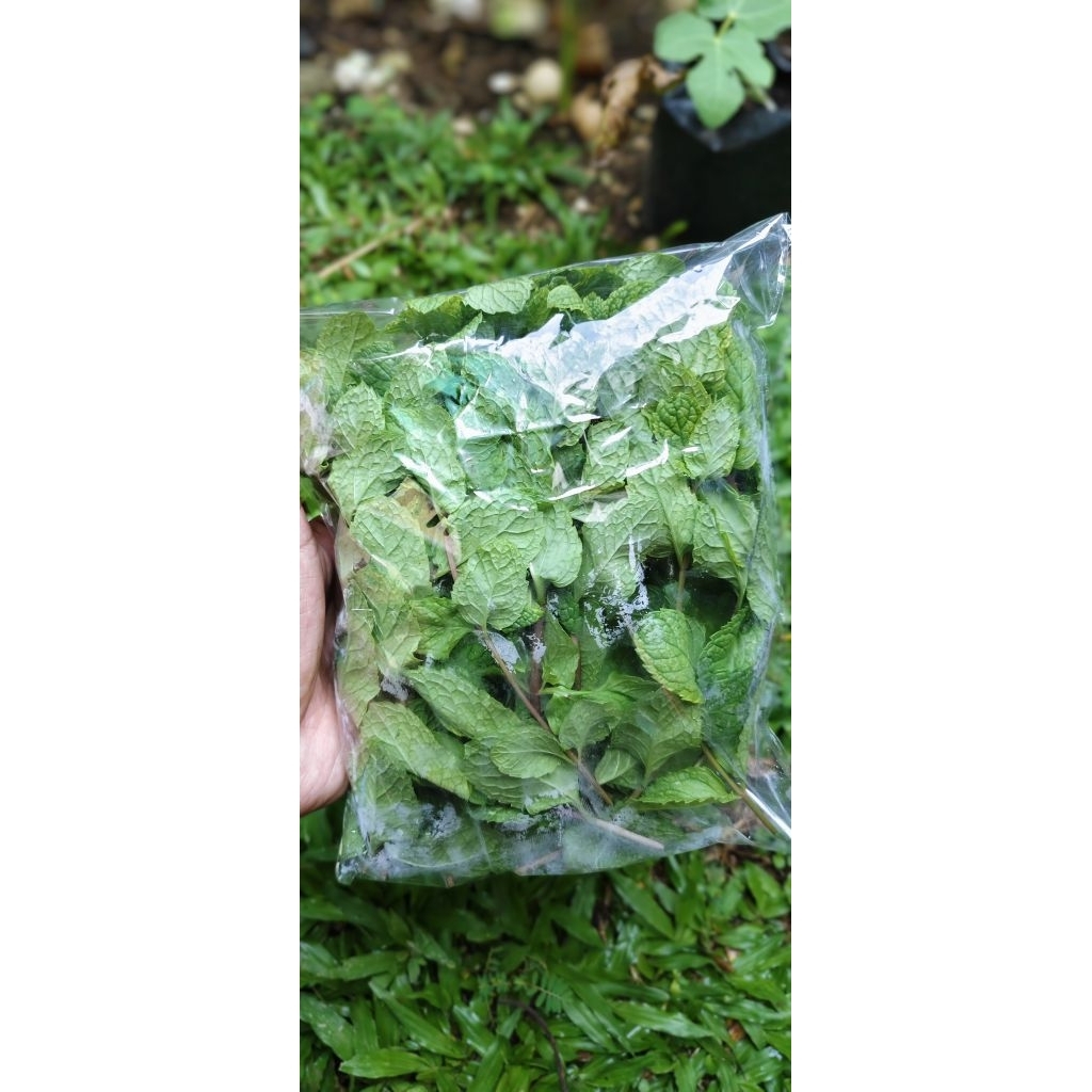 Daun Mint Segar