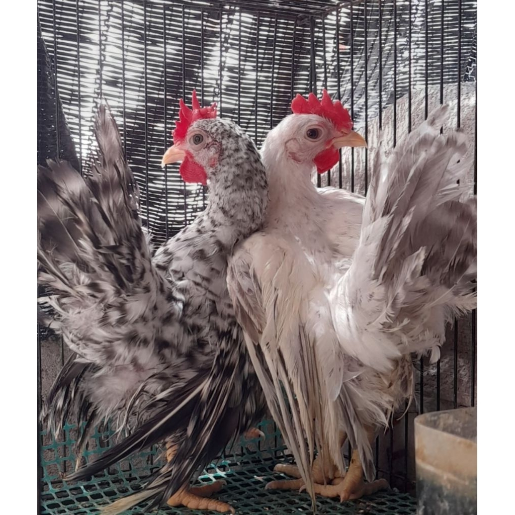 AYAM KATE KAKI PENDEK JANTAN SATUAN "ayam sesuai foto dan video"