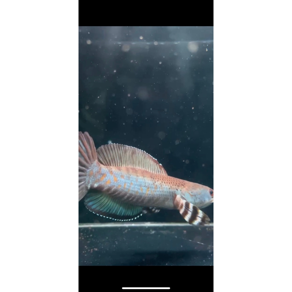 box channa blue pulchra size 10-22cm