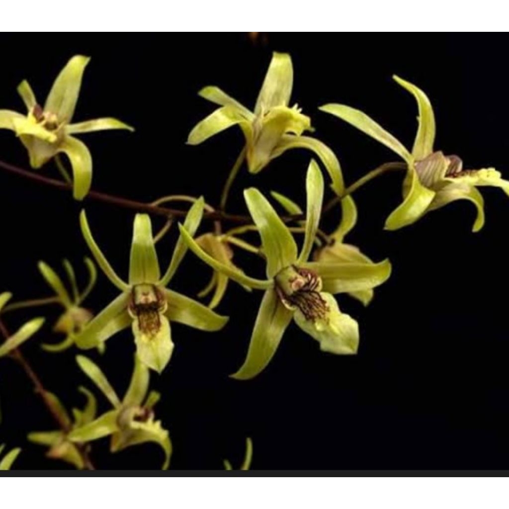 Anggrek Dendrobium Spesies Capra/larat hijau