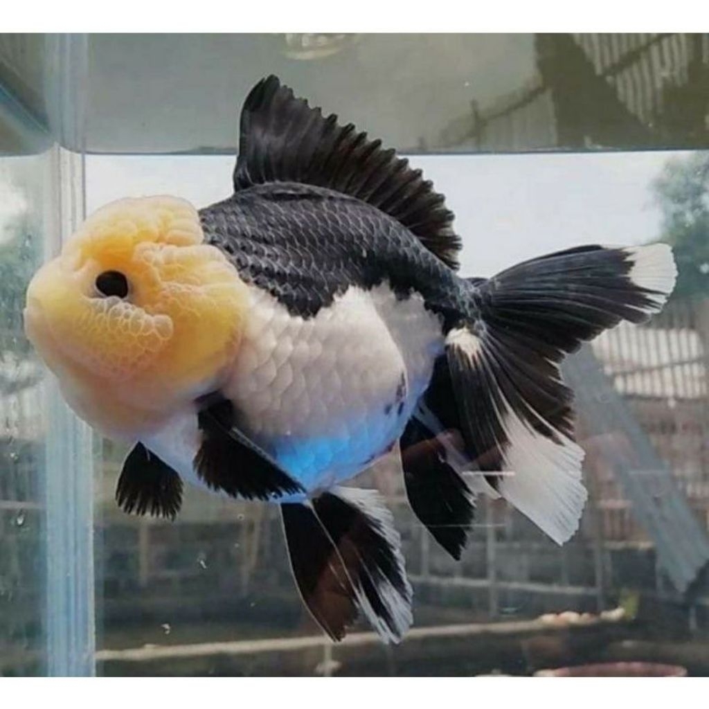IKAN HIAS KOKI GOLDFISH PANDA size Xl 12-15 cm
