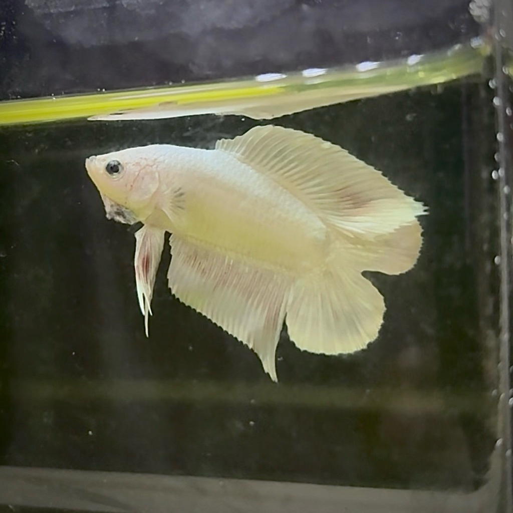 Cupang Pkdt white platinum realpict (buy 1 get 1 random)