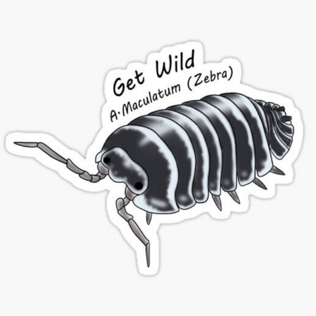 Isopod Armadillidium Maculatum Risso (Zebra) / Isopod Armadillidium Maculatum zebra