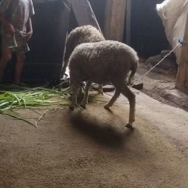 domba aqiqah atau domba mainan anak