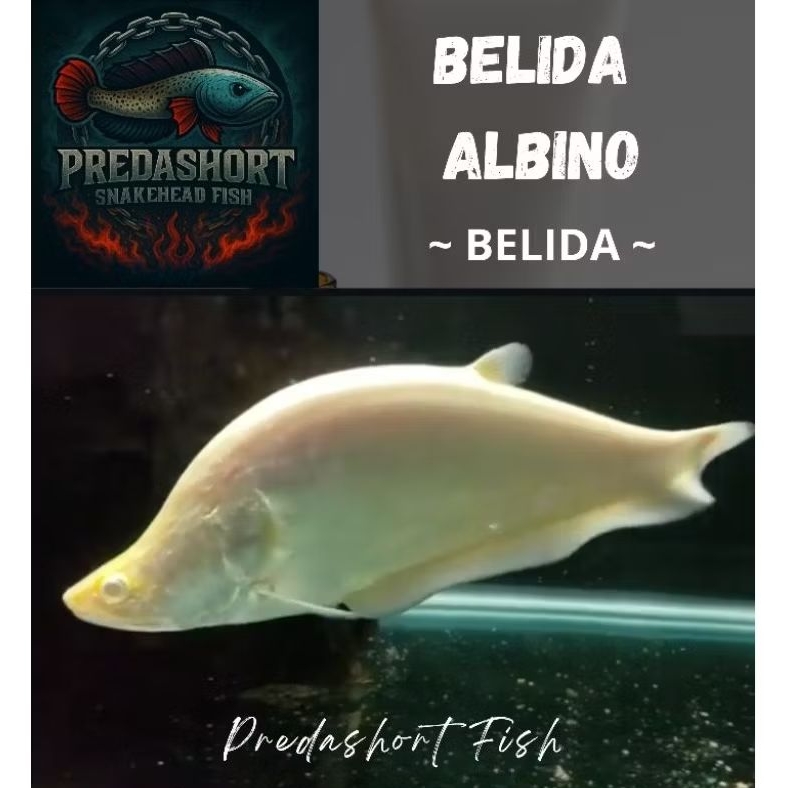 BELIDA Albino berkualitas bergaransi