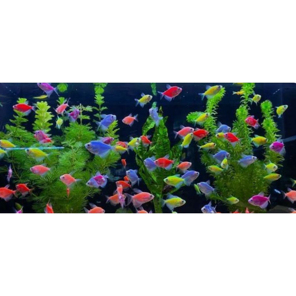 Hiasan Aquarium Ikan Glowfish