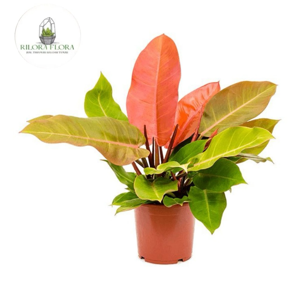 Tanaman hias philodendron orange juice - Pohon philodendron orange juice