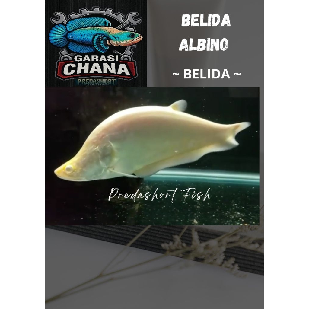 Belida albino berkualitas bergaransi