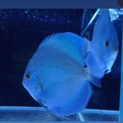 blue diamond hiasan aquarium discus