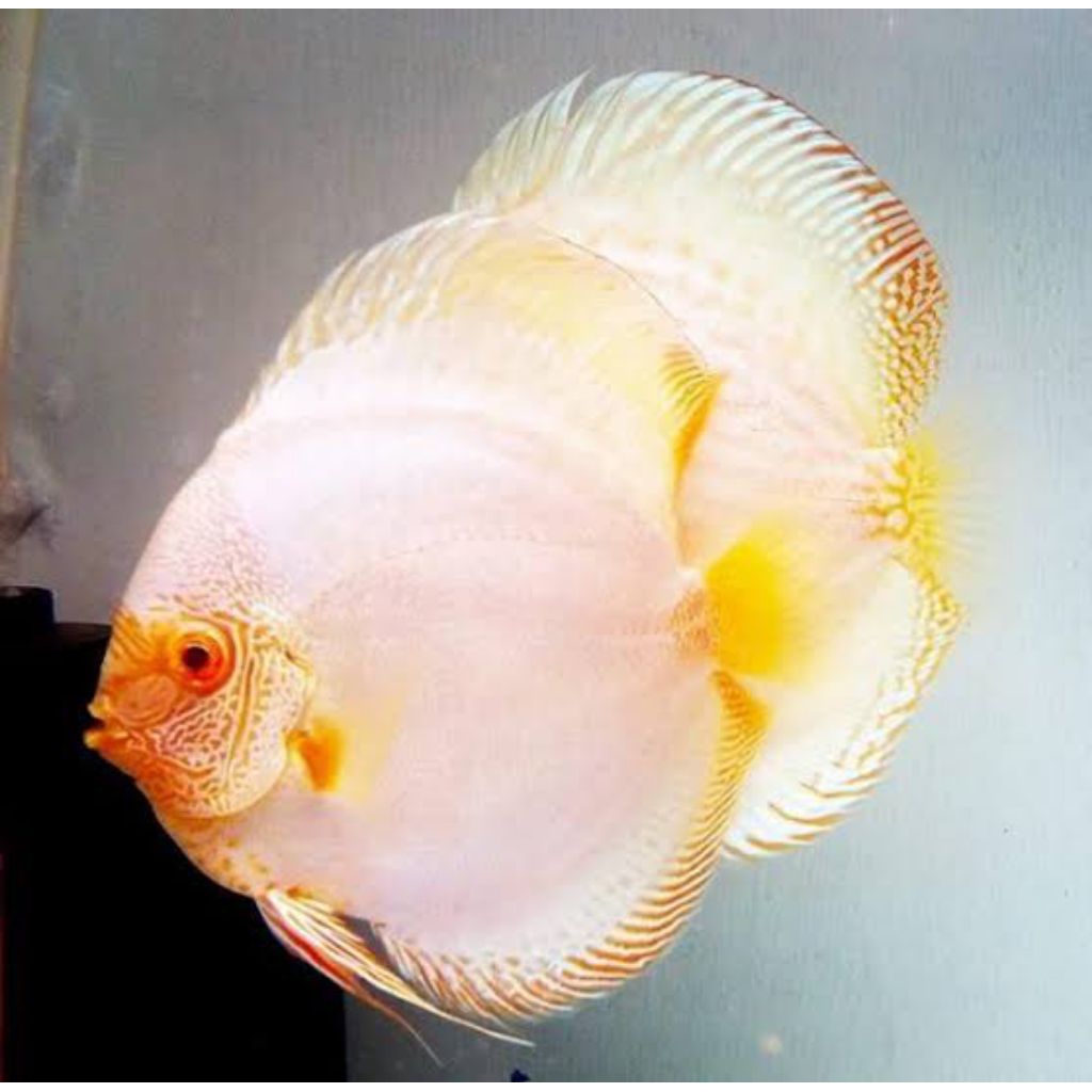 white butterfly golden hiasan aquarium discus