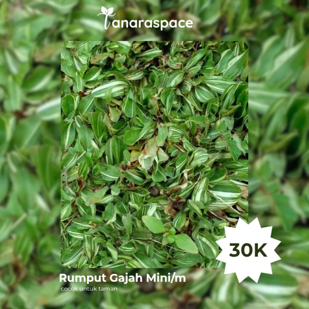 Rumput Gajah Mini 1 Meter