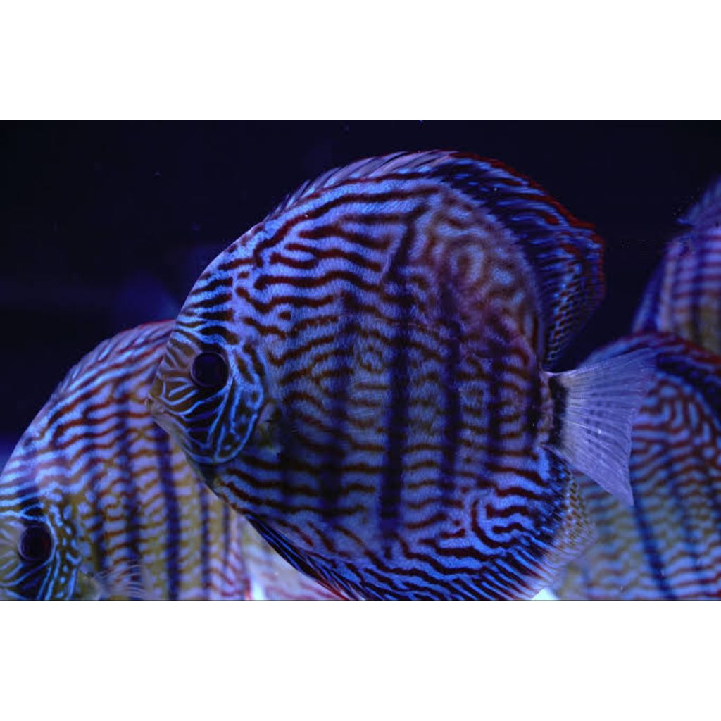 purple hackel mozaik hiasan aquarium discus