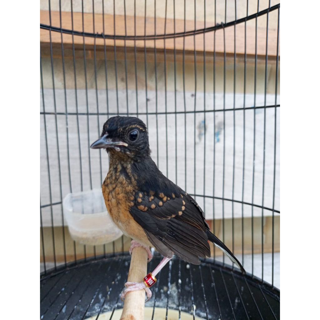 MURAI BATU TROTOL JANTAN