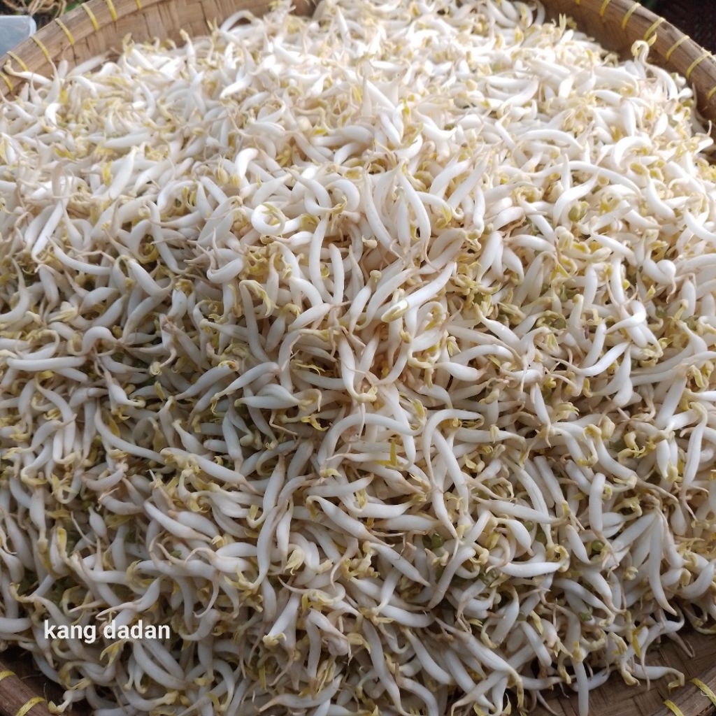 Tauge Segar Pilihahan 500 – 1 kg
