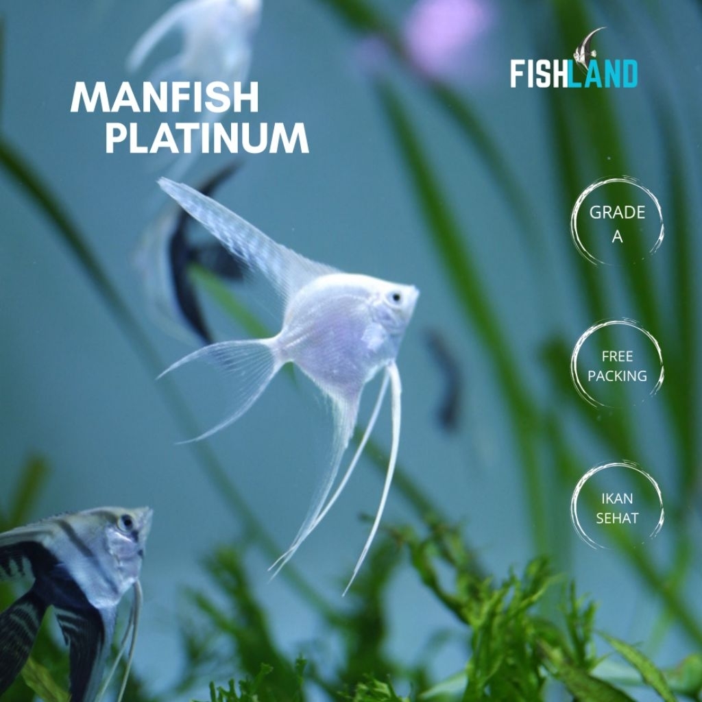 (REAL PICT) Manfish Bw Slayer, Manfish Platinum Hiasan Aquarium -+4cm
