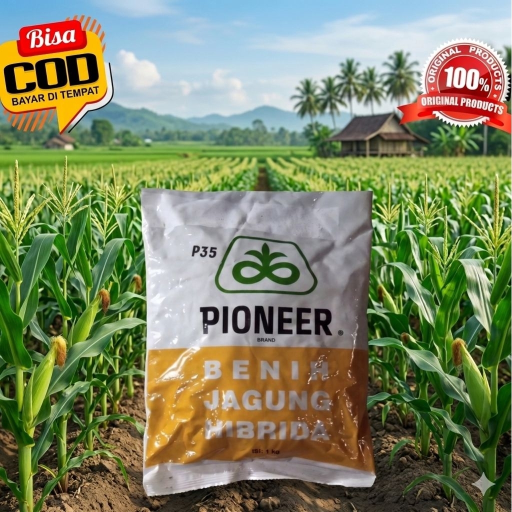 paket hemat 20pcs Benih jagung hibrida PIONEER P35 kemasan 1kg Original