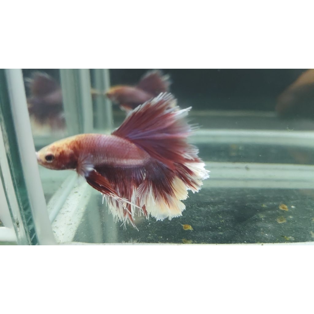 halfmoon rosetail kriwil