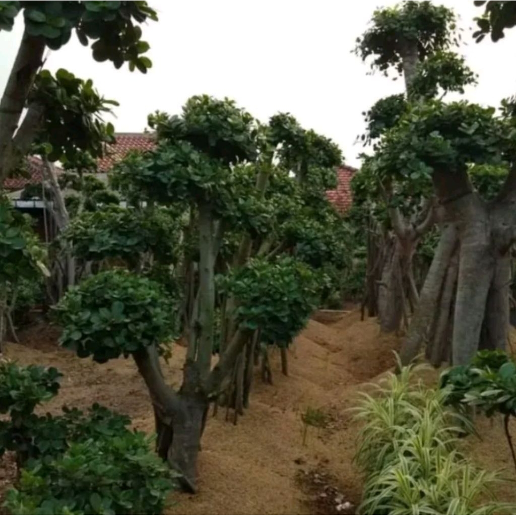 Pohon Beringin Korea Tinggi 1-3M/ Bonsai Beringin Dolar/ Tanaman Bonsai Beringin Korea Berkualitas