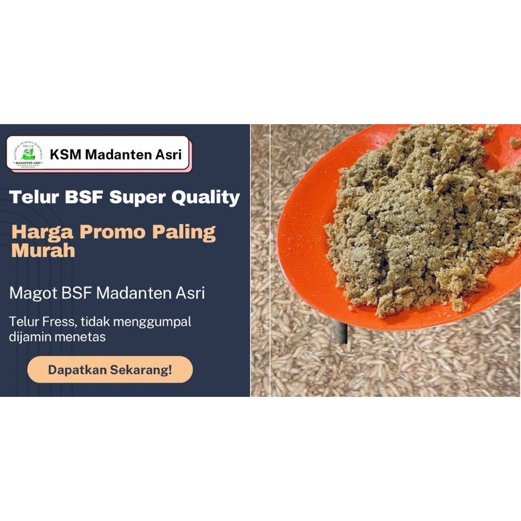 Telur larva Magot BSF Super Quality Harga Promo Paling Murah