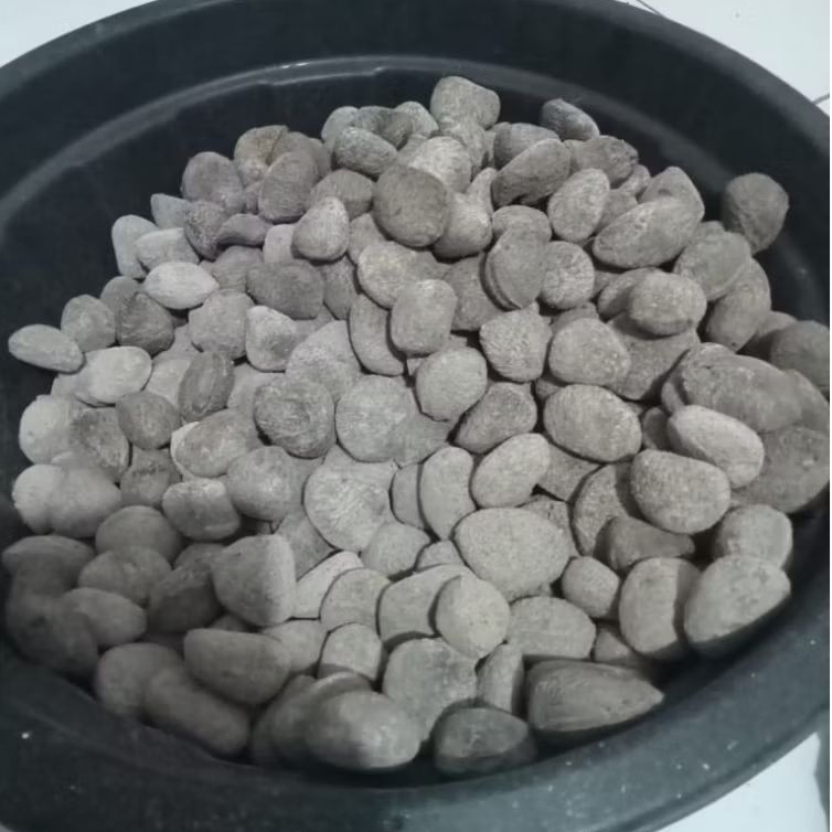 Kluwek Bumbu Rawon 500 Gram