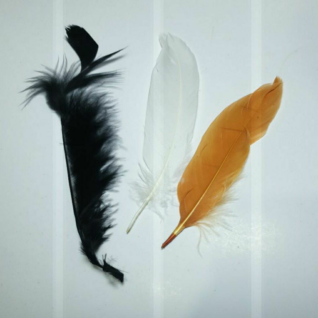 Bulu ayam untuk prakarya kerajinan