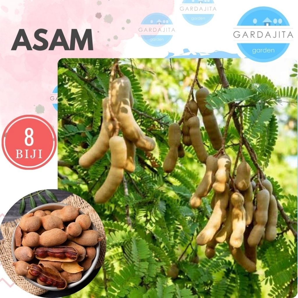 Benih ASEM Jawa [isi-8] - Biji Bibit Tanaman Asam