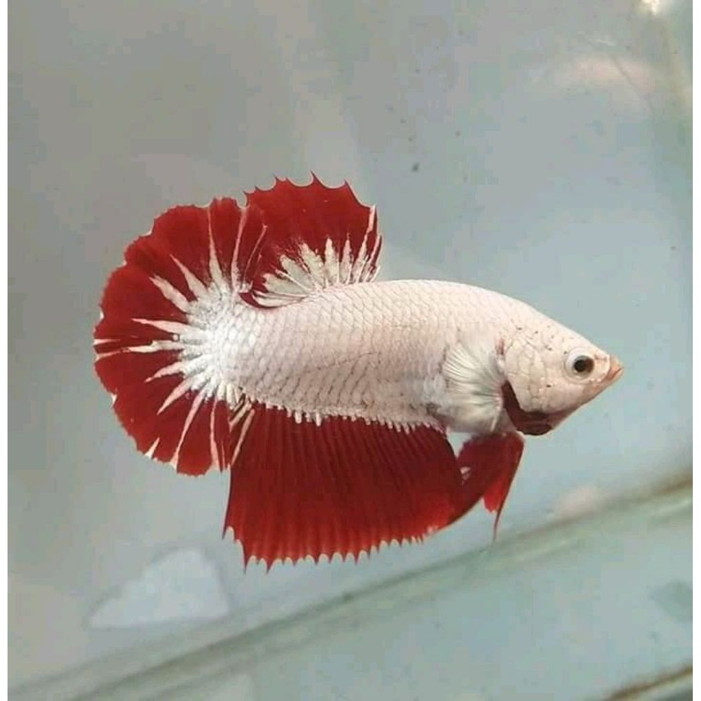 CUPANG RED DRAGON SNOW